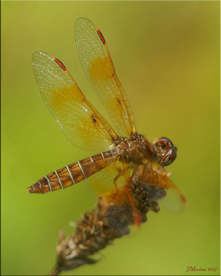 Eastern Amberwing Male