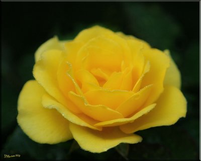 The Yellow Rose of New York