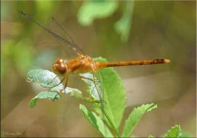 Immature Male Yellow-legged Meadowhawk