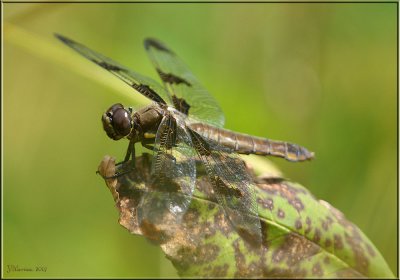 Female 12-Spotted Skimmer