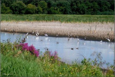 Migrating Great Egrets