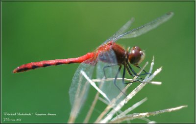 Possible White-faced Meadowhawk
