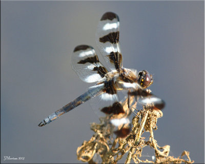 Twelve-spotted Skimmer Male