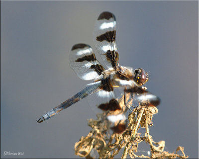 Twelve-spotted Skimmer Male