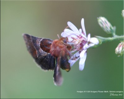 Hodges #11128 Arcigera Flower Moth, Schinia arcigera