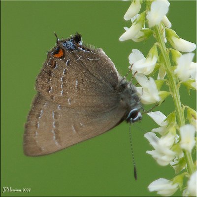 Banded Hairstreak