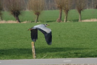 reiger1.jpg