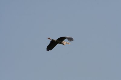 reiger3.jpg