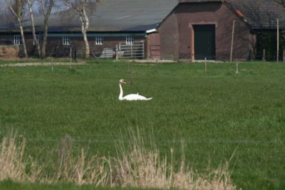 zwaan7.jpg