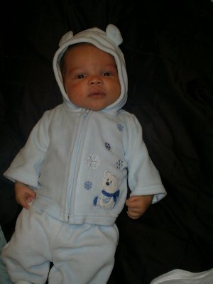 Polar Bear