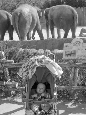 Caleb's 1st Fort Worth Zoo Trip