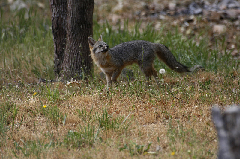 Fox