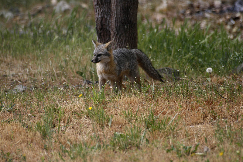 Fox