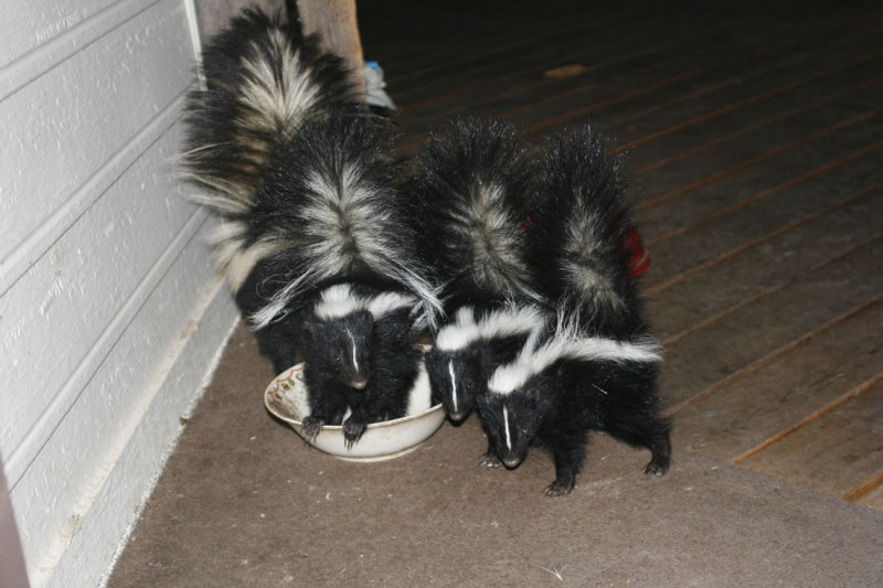 Baby Skunks
