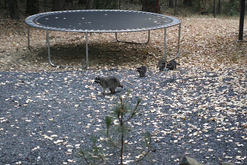 'coons emerge