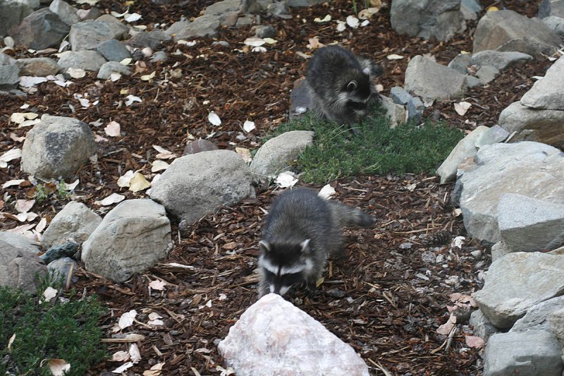 Heading toward the cat's food