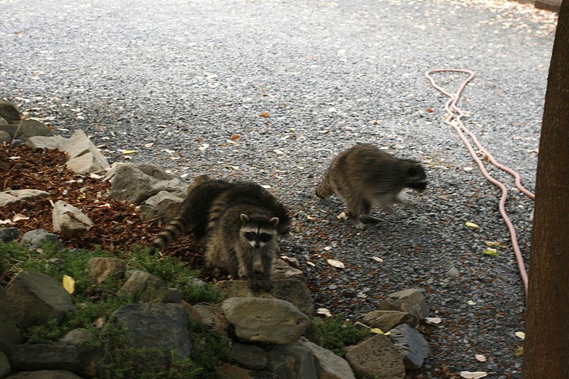 Little 'coon checkin' me out