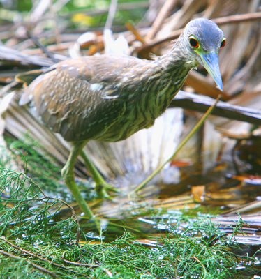 a very immature Black-Crowned Night Heron has been hanging around