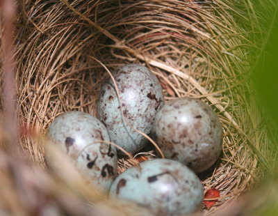 A Grackle nest that I almost trimmed in the hedges