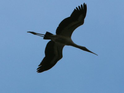 A Stork overhead