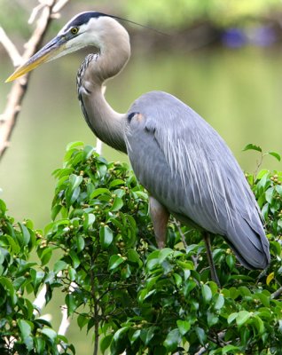 Another Great Blue Heron hanging about - I think a different one - hard ta tell some of them apart ??