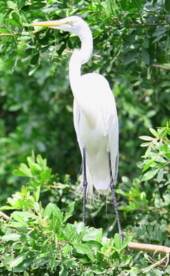 A Great White Egret checkin me out