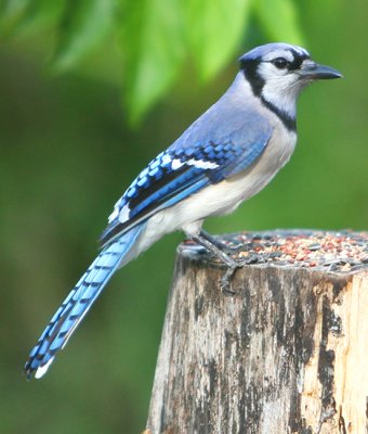 the tough BlueJay is almost 1st to the feeding