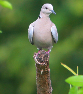 this really cool Ringnecked Dove is pretty friendly
