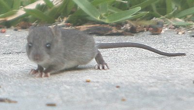 Mr. Mouse lookin for some crumbs