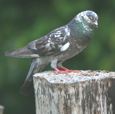 the local Pigeon likes the songbird feed