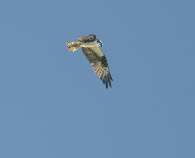 the Osprey wind surfing Real high