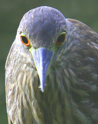 the very immature Black-Crowned Night Heron's Close-Up !