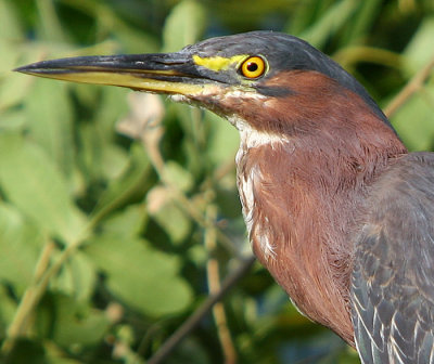 A little closer to Green-Backed Heron !!