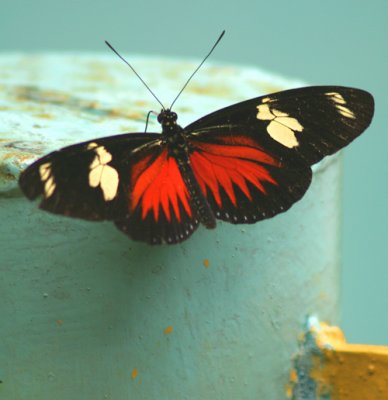 2 - Butterfly colored.jpg