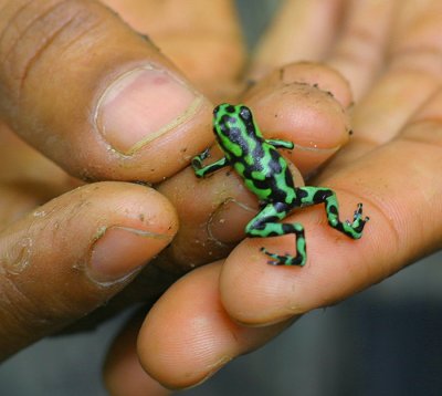 22 - Poisonous Frog.jpg