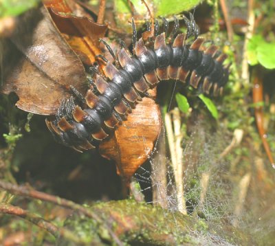 27 - Forest Centipede.jpg