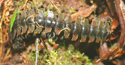 28 - Forest Centipede B.jpg
