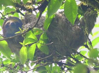 36 - adult SLoth 75ft up.jpg