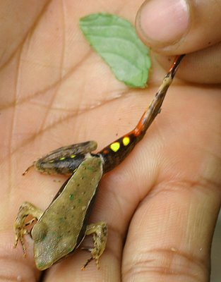 39 - Forest Frog.jpg