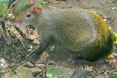 43 -a Rodent species.jpg