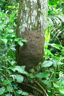 48 - Insect hive I think.jpg