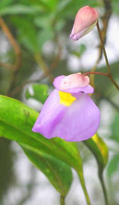 56 - Rare Highland Orchid.jpg