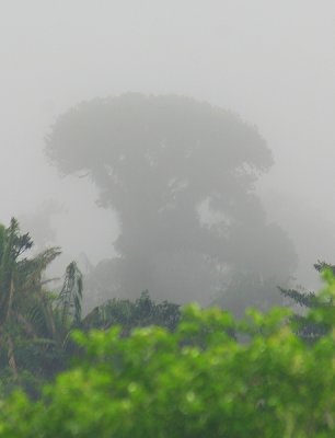 58 - Dense Humidity in the RainForest - so humid you can cut it with a knife.jpg