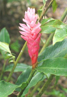 60 - Mountain Flower.jpg