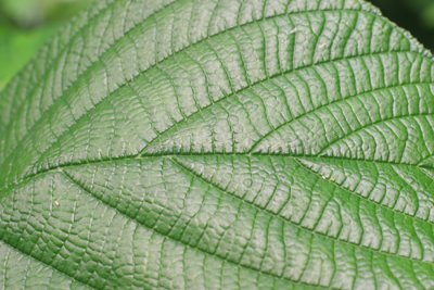 65 - RainForest Leaf.jpg