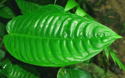 66 - RainForest Leaf.jpg