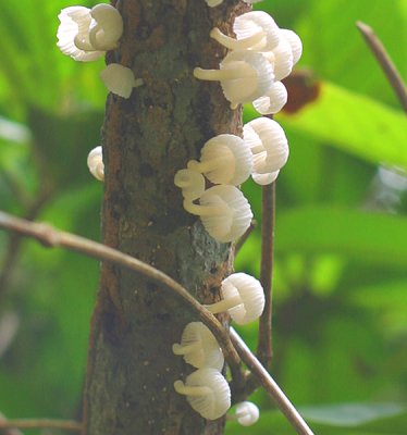 70 - Fungi on the MountainTop Forest.jpg