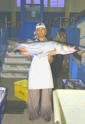 80 - Panama City Fish Market - Snook for sale!!.jpg