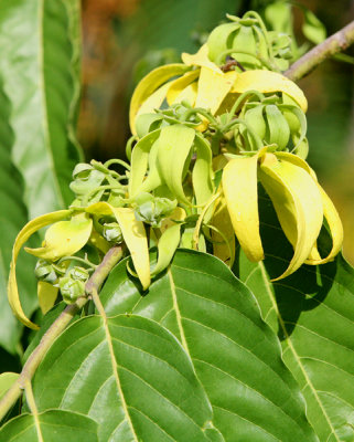 Ylang-ylang  Flowers -  actually the essence of Chanel #5 perfume - Very fragrent !!
