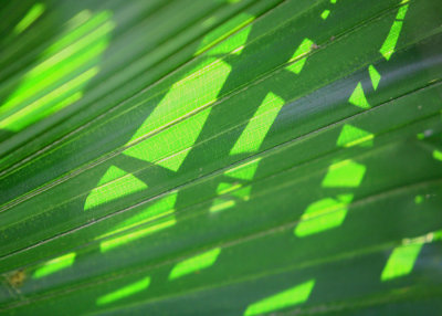 Shadows on a Palm Leaf